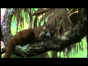 Discovery Animal | Nature Jaguar Year of the Cat Full Documentary ,bbc documentary