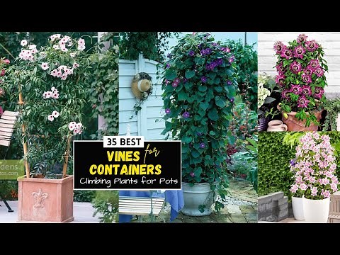 35 Best Vines for Containers | Climbing Plants for Pots