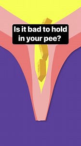 Your external sphincter muscles run the risk of being stretched when you hold in your urine. #healthtips #bladder #pee