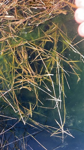 The wild just got 176 "newt" residents. This weekend, the Orianne Center For Indigo Conservation released some striped newts with the help of Coastal Plains Institute. These releases play a crucial part in the OCIC's Striped Newt Conservation Program. Good job, team! | Central Florida Zoo & Botanical Gardens