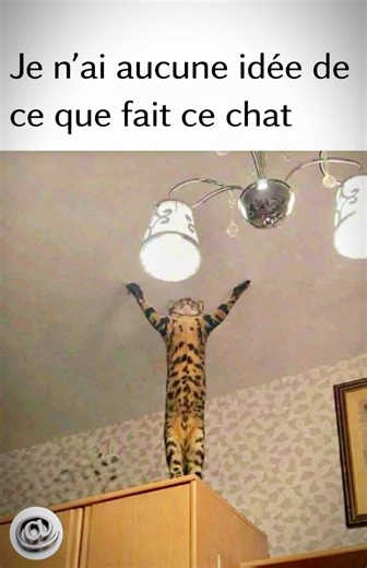 Préparez-vous à rire avec notre compilation hilarante de mêmes de chats et d'animaux et autres ! 🐾 Préparez-vous à rire aux éclats avec notre compilation hilarante de chats et d'animaux en pleine action ! 🐾 Que ce soit des chutes improbables, des réactions adorables ou des moments cocasses, ces petites créatures à fourrure vont vous faire fondre et vous amuser. Ne ratez pas ces séquences drôles qui capturent la magie et l'innocence des animaux ! Abonnez-vous pour plus de vidéos amusantes et pa