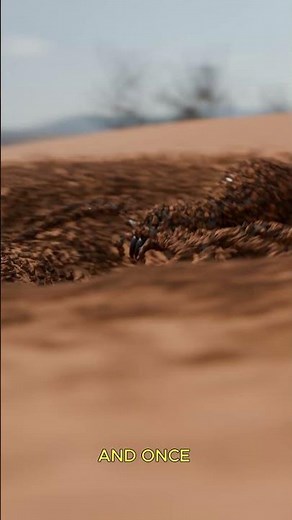 How A Camel Spider Hunts 🕷️