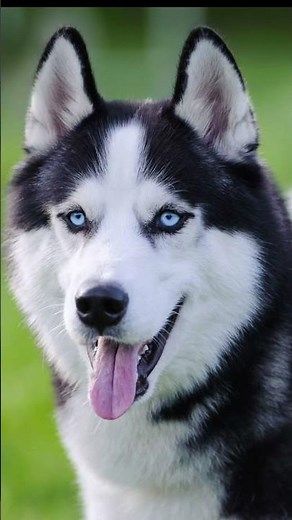 Top 5 Cool looking badass dog breeds.