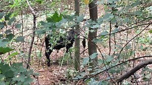Last lone cow found weeks after livestock roamed Atlanta's interstates