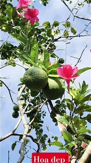 Hoa trên cây bưởi #flowers #home Beautiful flowers on grapefruit tree#funny