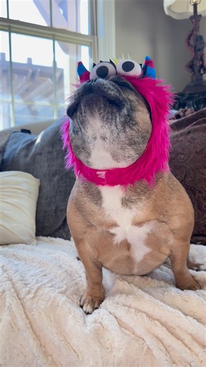 This is what your tummy’s grumbling looks like! Feed me! #awoo #howl #grumble #woof #bark #sound #cute #cutedog #hungry #feedme #monster #lunchtime #frenchies #dogsofinstagram #frenchie #frenchiesofinstagram #frenchbulldog #frenchies #dog #instadaily #love #mood #me #instadogs #doglover #pov #lol #funny | Bekandco