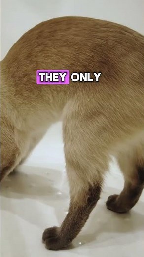 Cats can run up to 30 mph—faster than Usain Bolt!