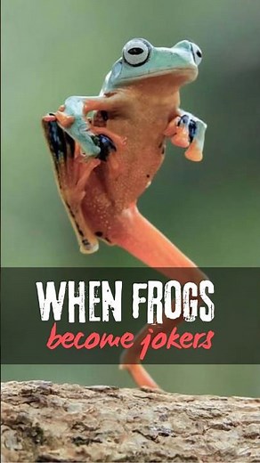 Top 3 Funniest Frog Moments