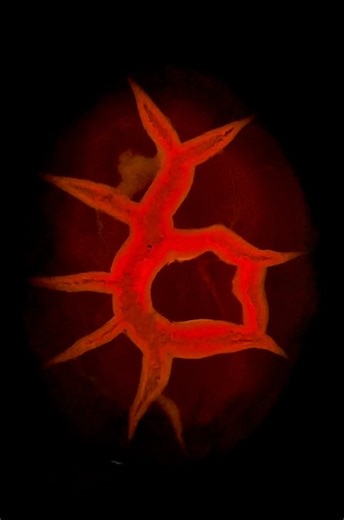 One of many Baby Septarian Nodules I found from the Cedar Mountain Formation in Utah thanks to Serpent's Ridge Lapidary. Calcite/Barite/Aragonite Septarian Nodule: This septarian concretion was collected from an exceptional deposit in the Cedar Mountain formation and is roughly 100 million years old. Most septarian nodules take shape when minerals settling out of water collect around a nucleus, like a leaf, pebble, bone, shell, or fossil found near shorelines of ancient lakes or seas. This depos