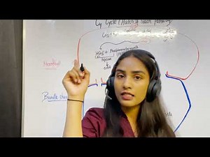 C4 Cycle/ Hatch and Slack Pathway | Bundle sheath & Mesophyll cell | C3 & C4 Plants