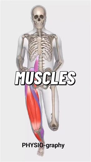 9.6K views · 165 reactions | Muscles involved in running | PHYSIO-graphy | Facebook