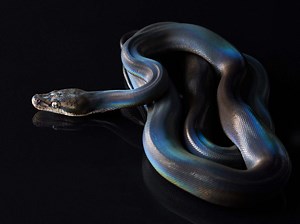 The Shimmering Rainbow Python That Took the Internet by Storm