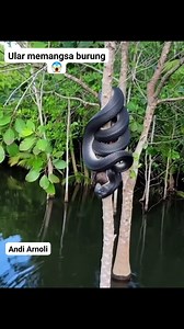 Snake prey on Bird😱 #trending #AI #viral #fyp #snake #bird | Andi Arnoli Raa BF