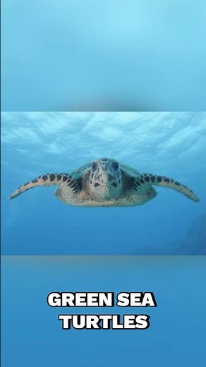 Green Sea Turtles - Fast Facts #animalfacts #fastfacts #greenseaturtle