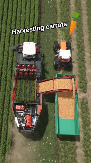 Amazing Carrot Harvest 🥕🚜 | FS25 #FS25 #CarrotHarvest #Agriculture