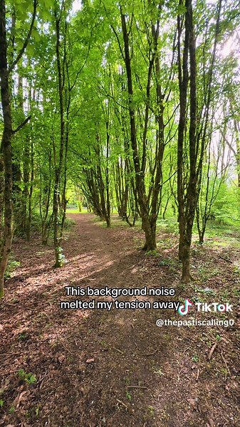 So many forest noises, yet so peaceful #asmr #asmrsounds #calming #calmingvibes #fyp