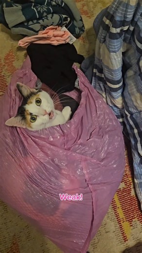 Spring cleaning with Audrey...to her the donation pile is a cat bed 🧺🐱