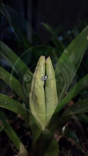 The Prayer Plant