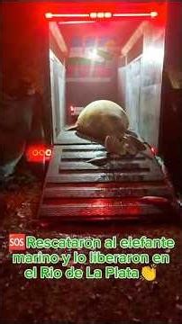 ⭕ Rescataron al elefante marino en Ensenada y lo liberaron en el Río de la Plata 🌊