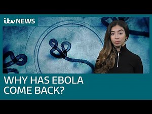 Why is Ebola back? The world's second largest outbreak in the DRC, explained | ITV News