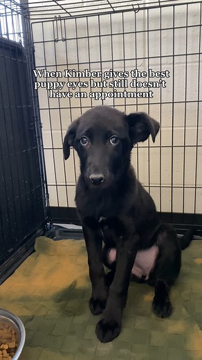 74K views · 2.4K reactions | Meet Kimber  The adorable 3-month-old Labrador/Australian Shepherd mix stealing hearts with those irresistible puppy eyes!  Surprisingly, she's still looking for her forever home. Don't miss out on cuddles and kisses - visit our website to fill out an application and schedule your appointment with Kimber today!  #PuppyLove #AdoptDontShop | West Valley Humane Society | Facebook