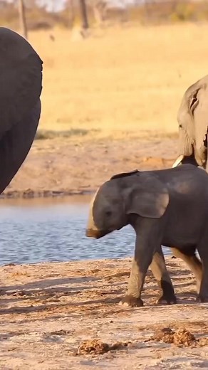 Poor baby elephant has no trunk ,👍 | MetDaan_animals