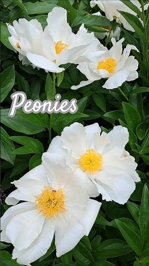 Stunning White Peonies in Full Bloom 🤍 | Elegant Garden Flowers #garden #flowers #peonies