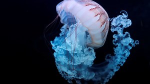 How bionic jellyfish are boosting underwater research