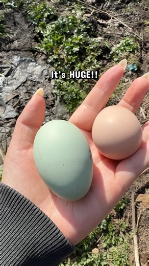 My First Blue Egg… and THIS Happened😳 #homestead #vlog #recipe #sourdough #cooking #eastereggs #fyp