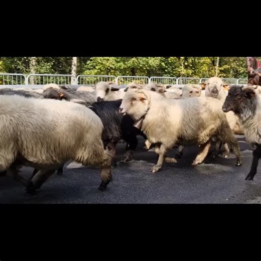 Zapraszamy na jesienny wypoczynek🍁🍂 #zakopane #jesień #autumn #noclegi #tatry #slow #slowhop #wypoczynek #umonikizakopane #owce #tradycja #komfort #relax | Pokoje Gościnne "U Moniki"