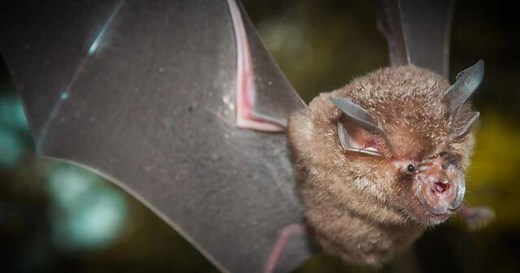 Bats and the search for COVID's origin