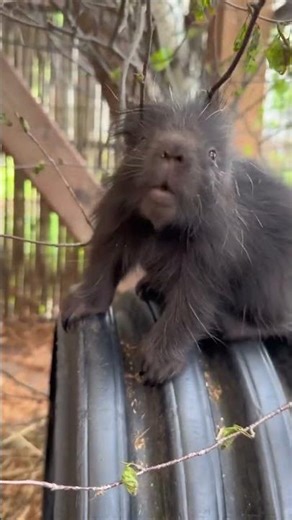 This baby porcupine is the cutest thing you'll see today 🦔🤎