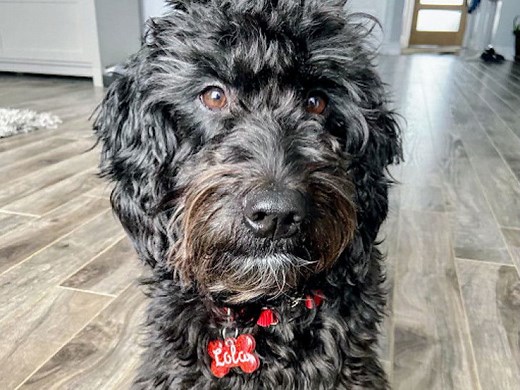 Goldendoodle Rive Nord - Élevage de Goldendoodle à Blainville