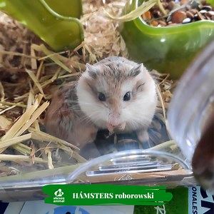Hámster Roborovski en adopción - Madrid - Abrazo Animal