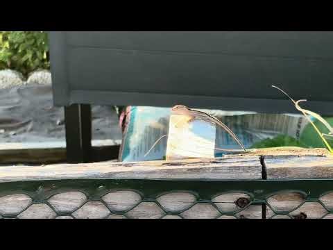 Anole eating breakfast