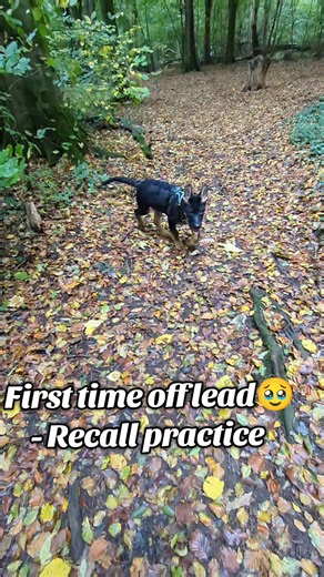 🐕‍🦺 Understanding Puppy Socialisation: More Than Just Meeting Other Dogs -PART 2 ✨ Many people assume that socialisation is simply about getting puppies used to other dogs. While that's an important aspect, it's just one part of a much broader developmental process. ✨ True socialisation involves exposing your puppy to a variety of environments, people, animals, sounds, and experiences. It's about building their confidence, patience, and resilience in a wide range of situations. ✨ A well-social