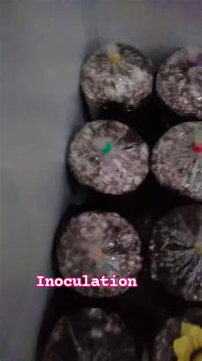 Francisco Felizardo on Instagram: "Inoculation Process Oyster Mushrooms Mushrooms Pharming Team Farmers"