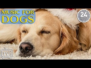 24 hours of Dog Sleep Music 🐶Music for Dogs to Sleep Immediately 🐶 Calming Stress Relief Dog
