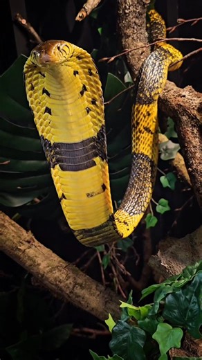 💣🐍🔥 #fridaynight featuring Bumblebee the West African Banded Forest Cobra. #checkout that paint work❓️ Tell me this species of cobra cant make you like snakes❓️🔥🐍💣🙋‍♂️🌍 #wow #incredible #amazing #animals #reptiles #snake #cobra #forest #deadly #venomous #nature #africa #wildlife #wildlifephotography #reptilelover #reptilekeeper #reptilesofinstagram #snakesofinstagram #colours #scales #blackandyellow #bumblebee #zoo #jurassic #ARK | Jurassic Ark Encounters NI