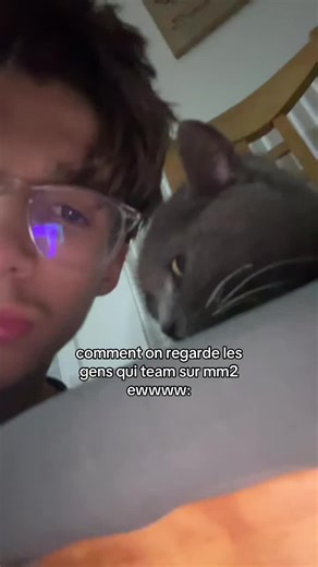 Les Chats et les Équipes dans MM2 : Une Combo Étrange