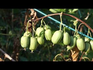 Zwerg Kiwi – Issai