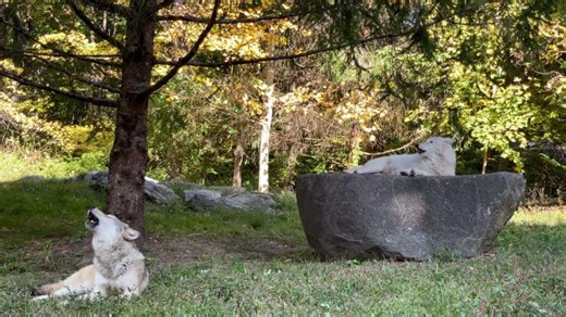 161K views · 8K reactions | This past Thursday, Montana sentenced 458...