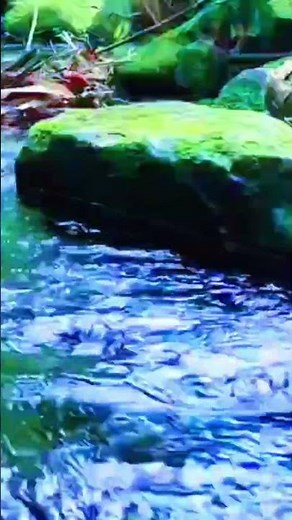 Soothing Rainy Forest River: Gentle Water & Bird Chirps for Relaxation #naturesounds #hiddengems