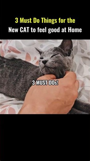 3 Must Do Things for the New Cat to feel good at home #cat #funny #funnycats #cute #pets #kitten