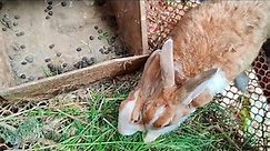 Bunny Rabbit Sounds Happy