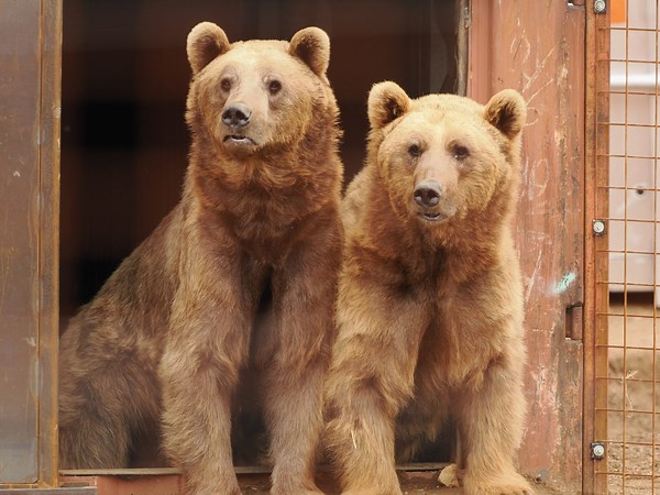Watch our live animal webcams | Wildheart Animal Sanctuary