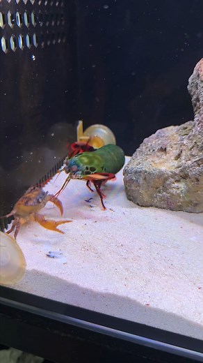 467K views · 2.6K reactions | The Real fighting Mantis Shrimp Nature's Weapon with Crab | Tucan Aquatics | Facebook