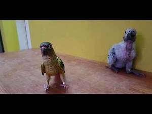 How you know the african grey parrot baby chick gender (Male or Female )