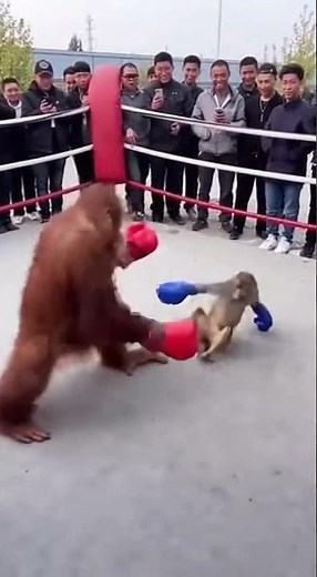 Epic Boxing Match: Orangutan vs Monkey – Who Wins?🤔🤔 #funnyanimals