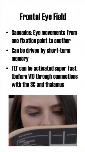 Frontal Eye Field (FEF)